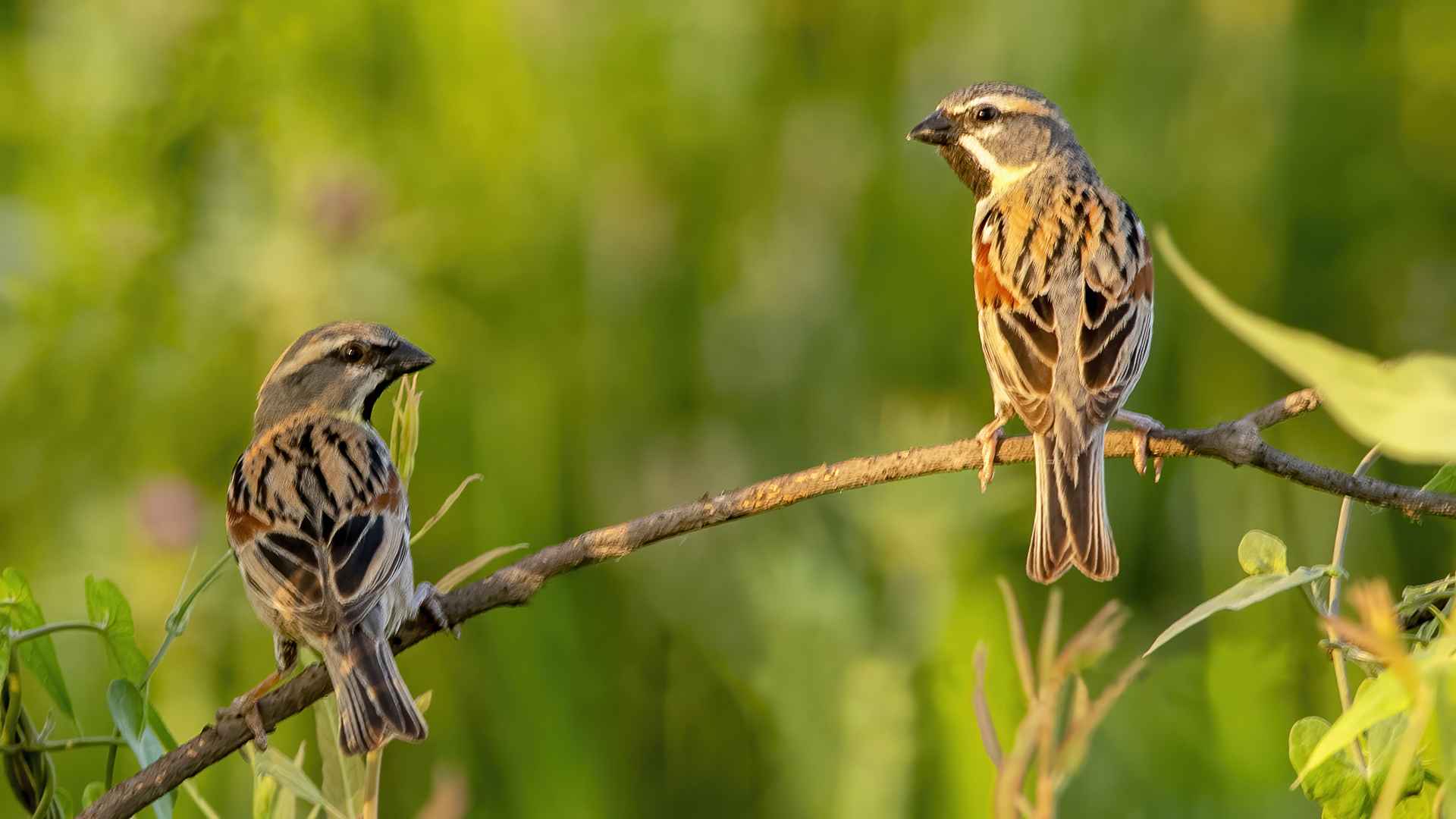 Dead Sea Sparrow